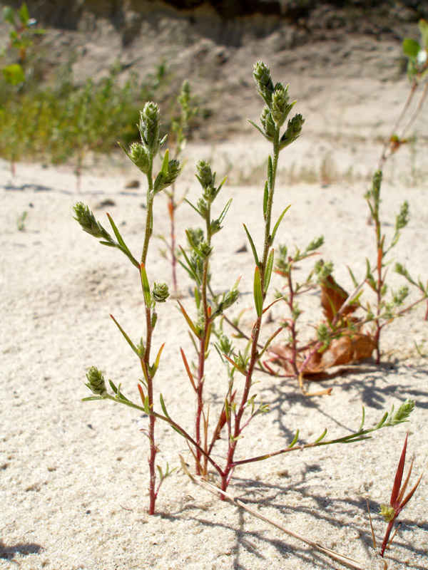 Изображение особи Corispermum hyssopifolium.