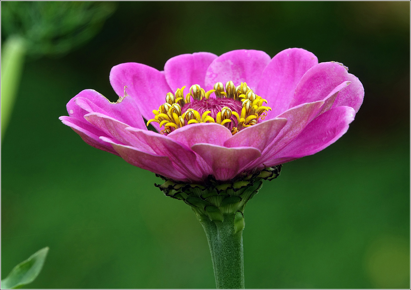 Изображение особи Zinnia elegans.