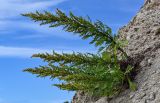 Artemisia littoricola