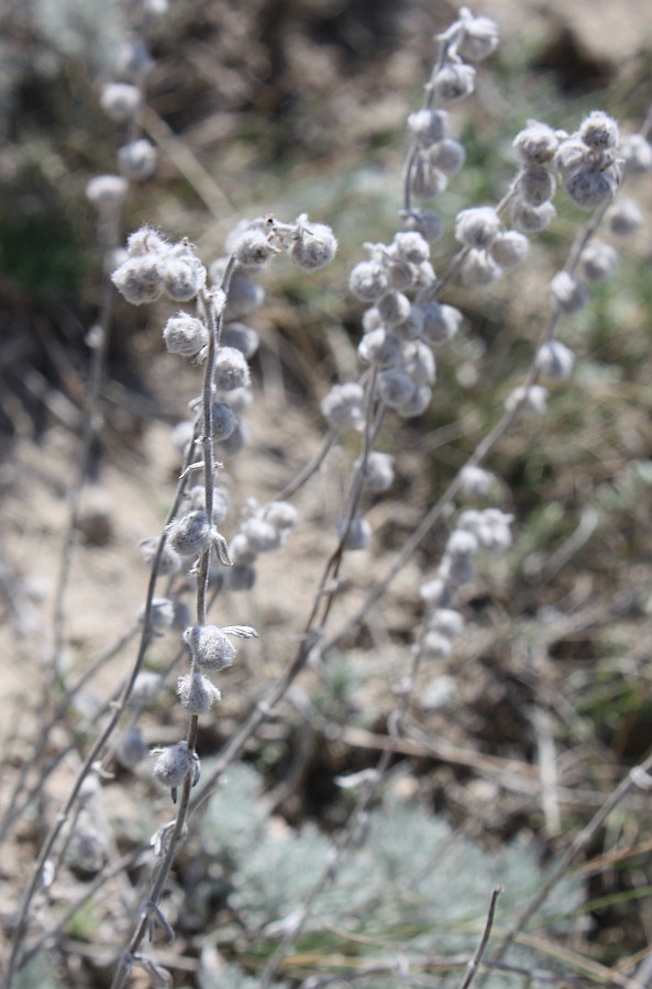 Изображение особи Artemisia caucasica.