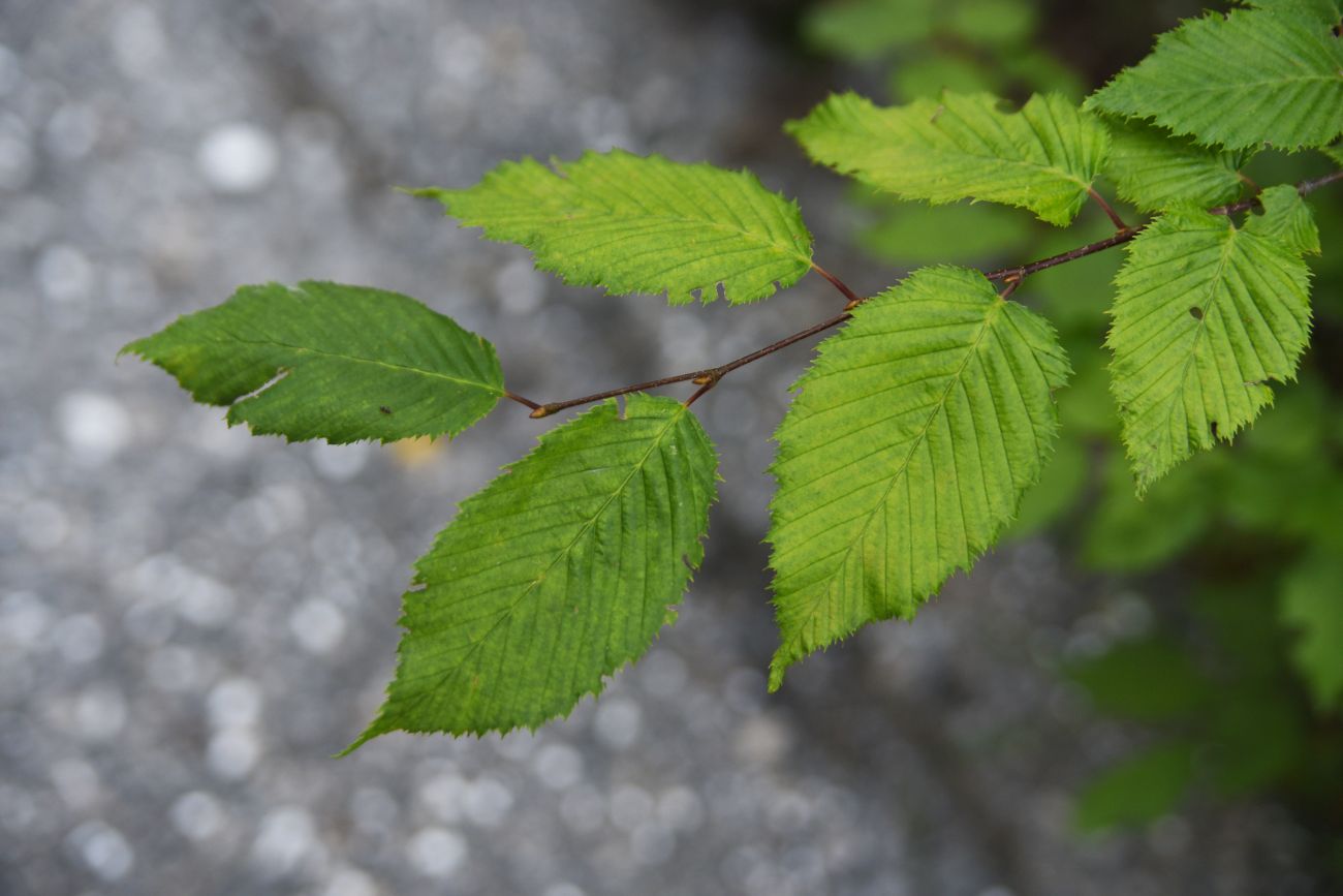 Изображение особи Carpinus betulus.