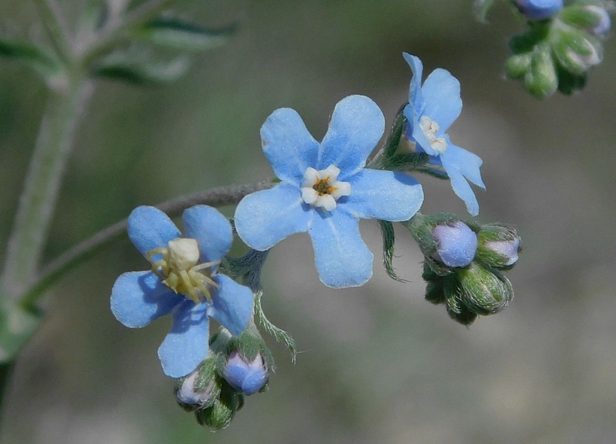 Image of Lappula barbata specimen.