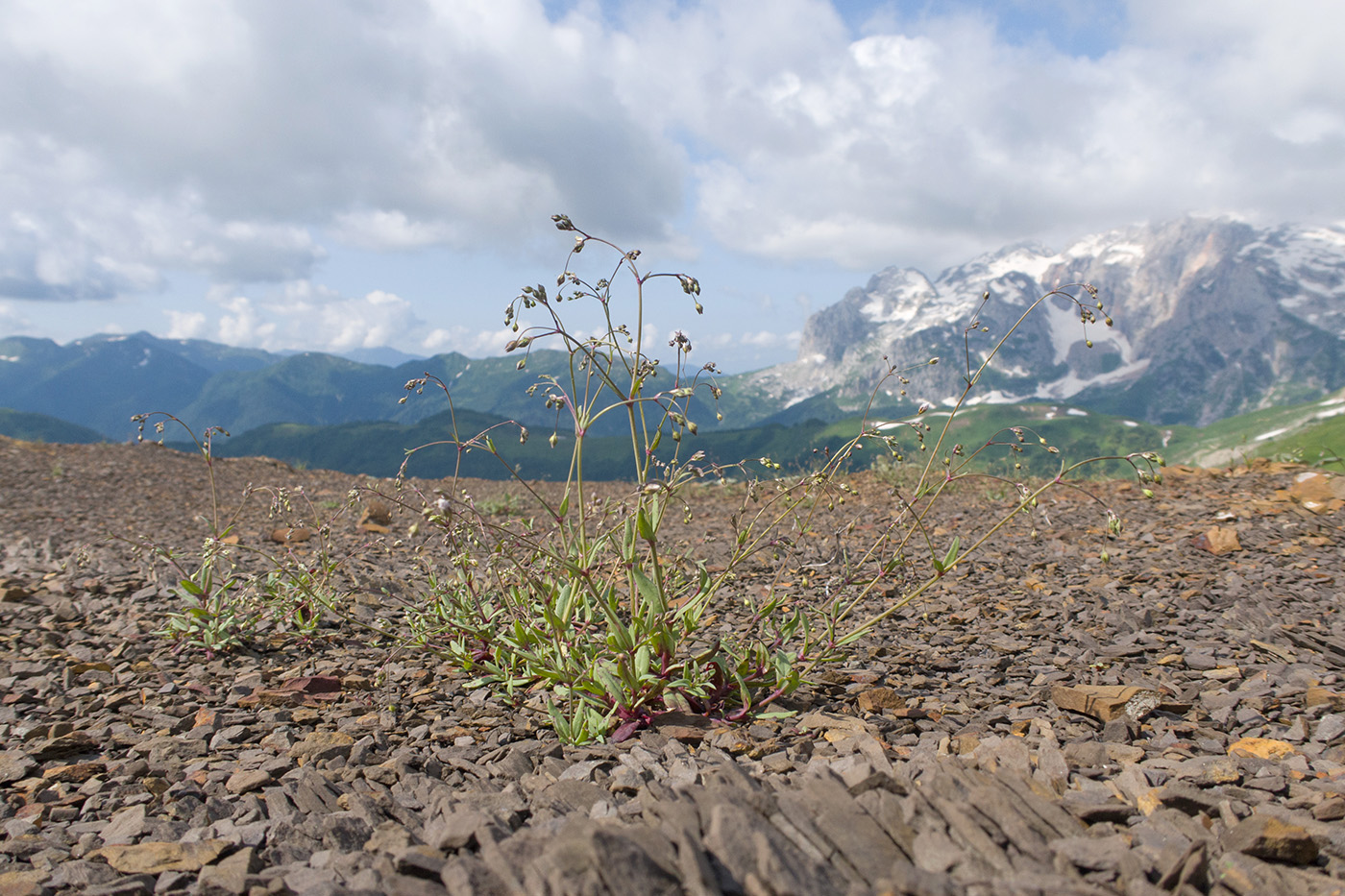 Изображение особи Gypsophila elegans.