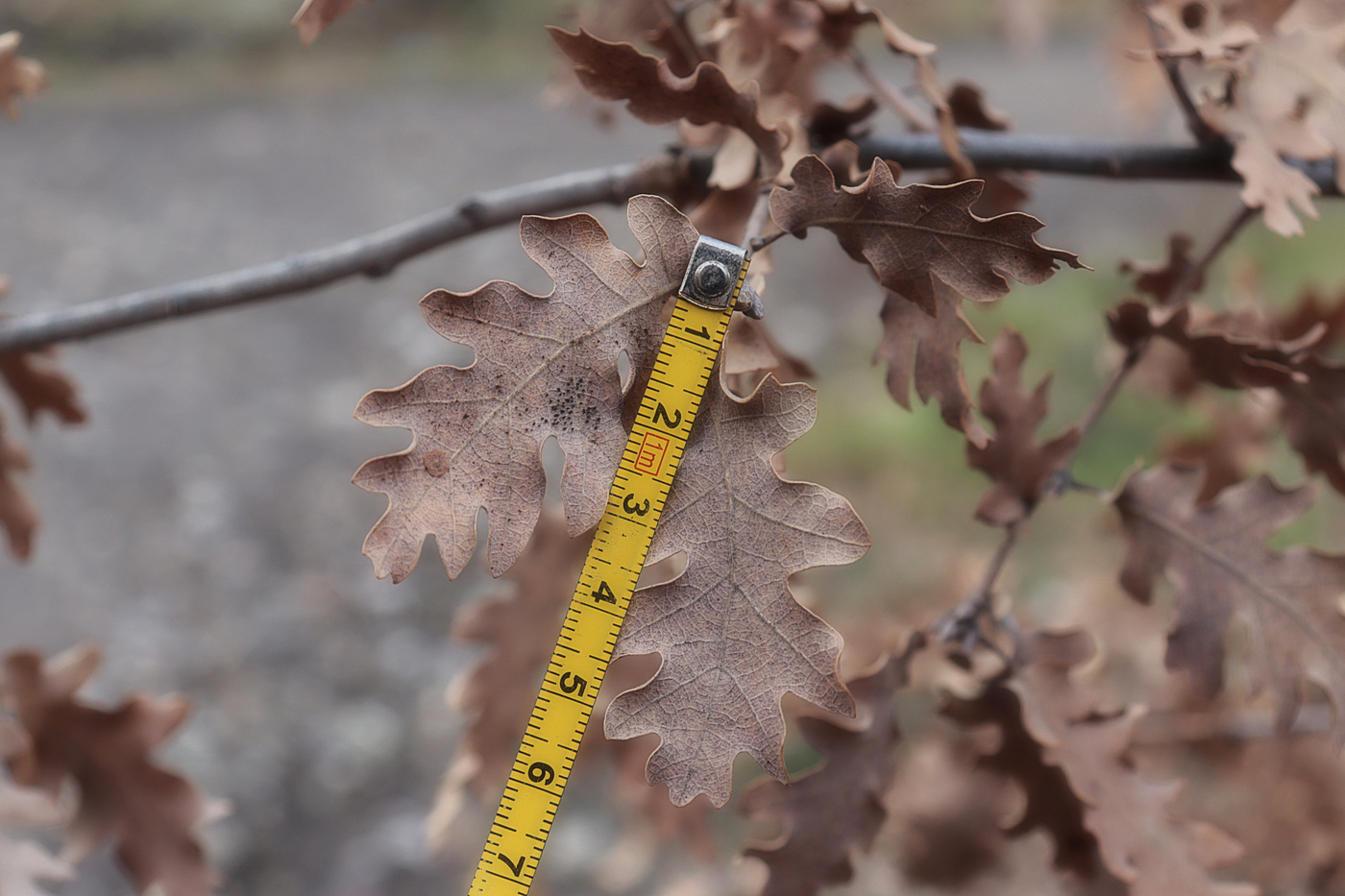 Изображение особи Quercus pubescens ssp. crispata.