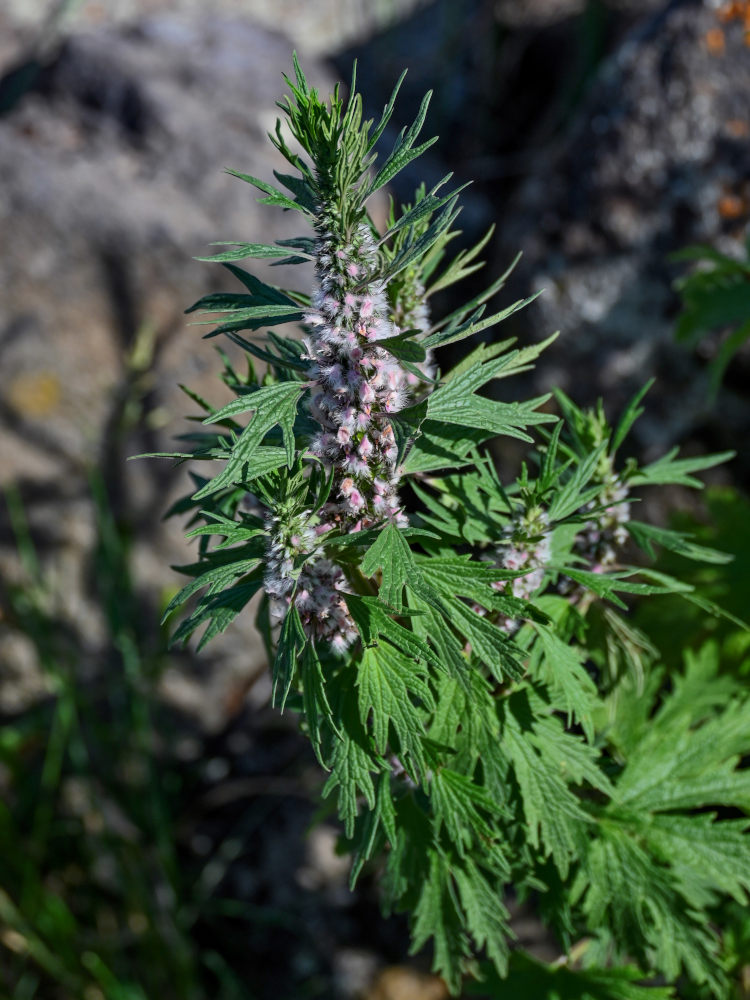 Image of Leonurus quinquelobatus specimen.