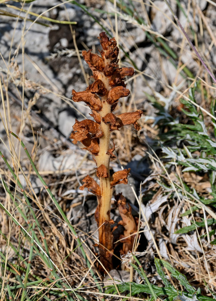 Image of genus Orobanche specimen.