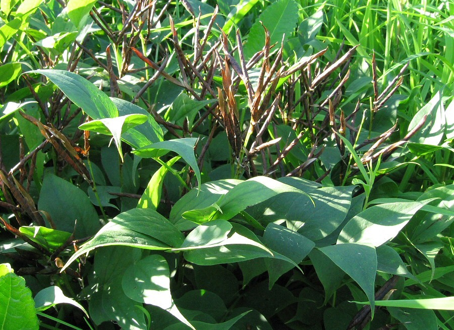 Изображение особи Lathyrus vernus.