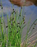 Carex saxatilis subspecies laxa. Побеги с соцветиями. Красноярский край, Таймырский Долгано-Ненецкий р-н, плато Путорана, водопад Китабо-Орон, затопленный участок каменистого берега реки. 26.07.2023.