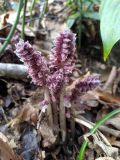 Lathraea squamaria