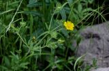 Potentilla recta