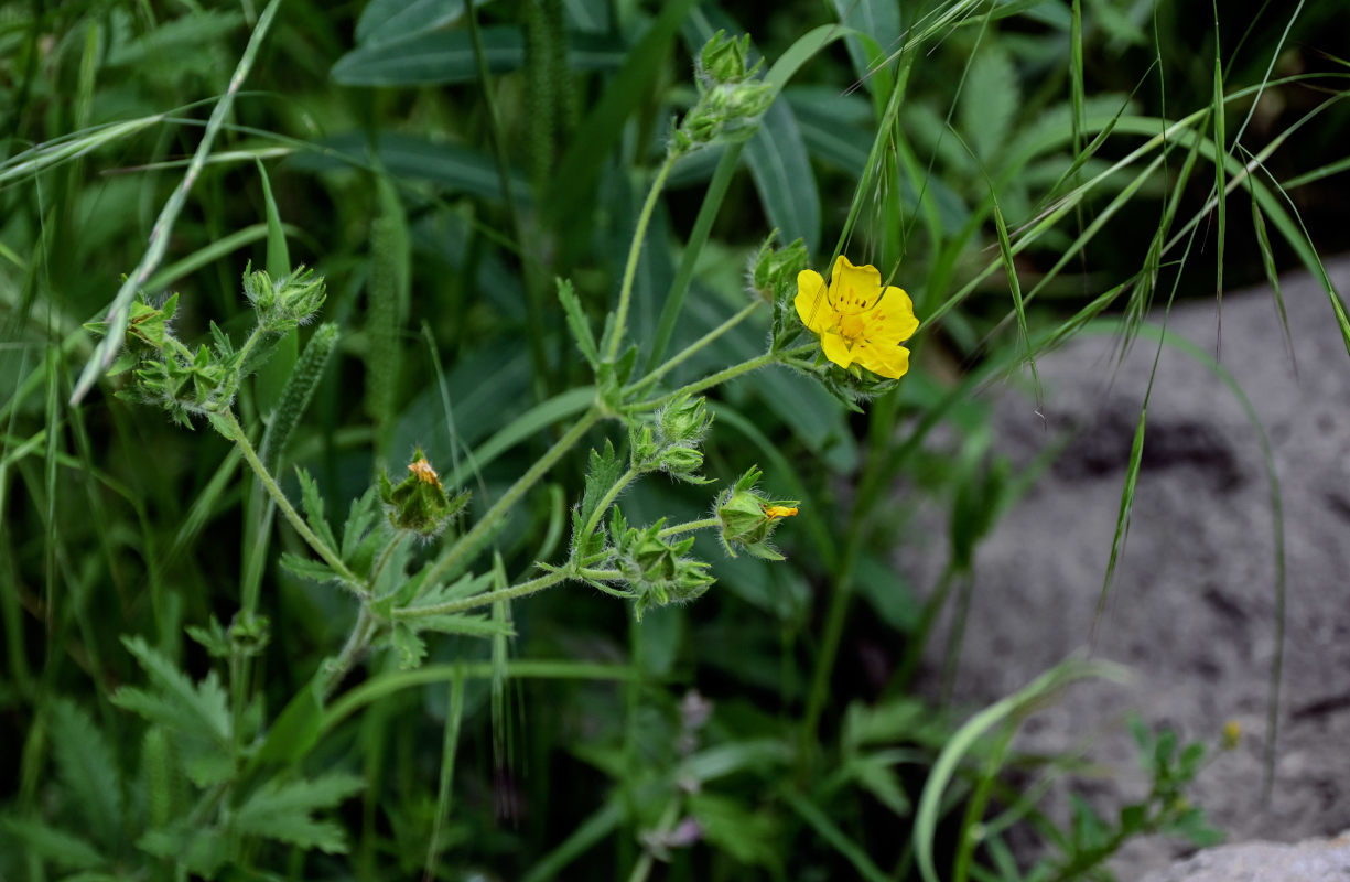 Image of Potentilla recta specimen.