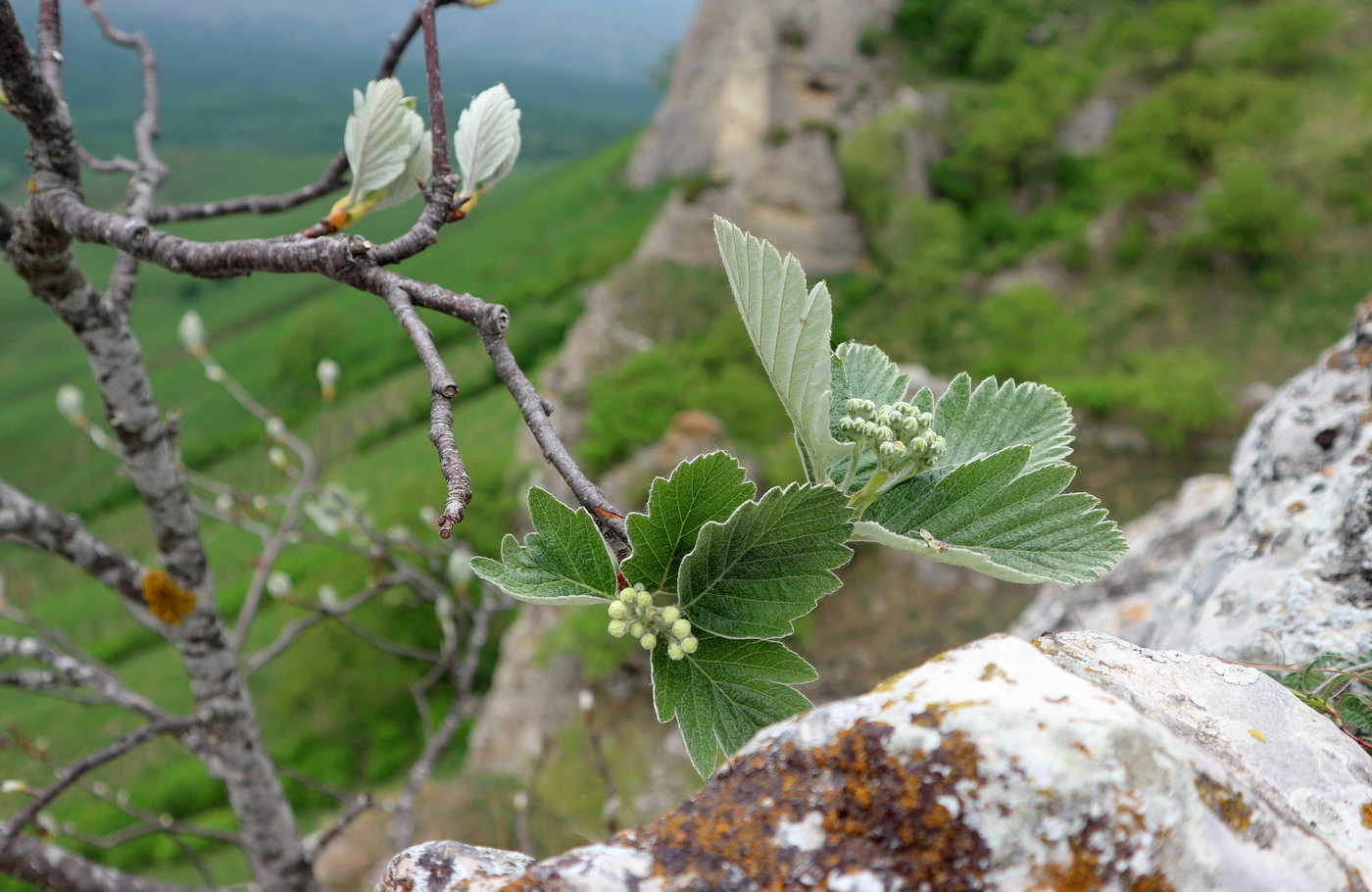 Изображение особи Sorbus caucasica.