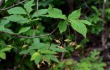 Euonymus macropterus