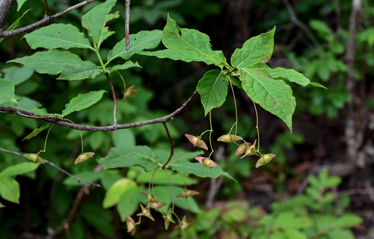 Image of Euonymus macropterus specimen.