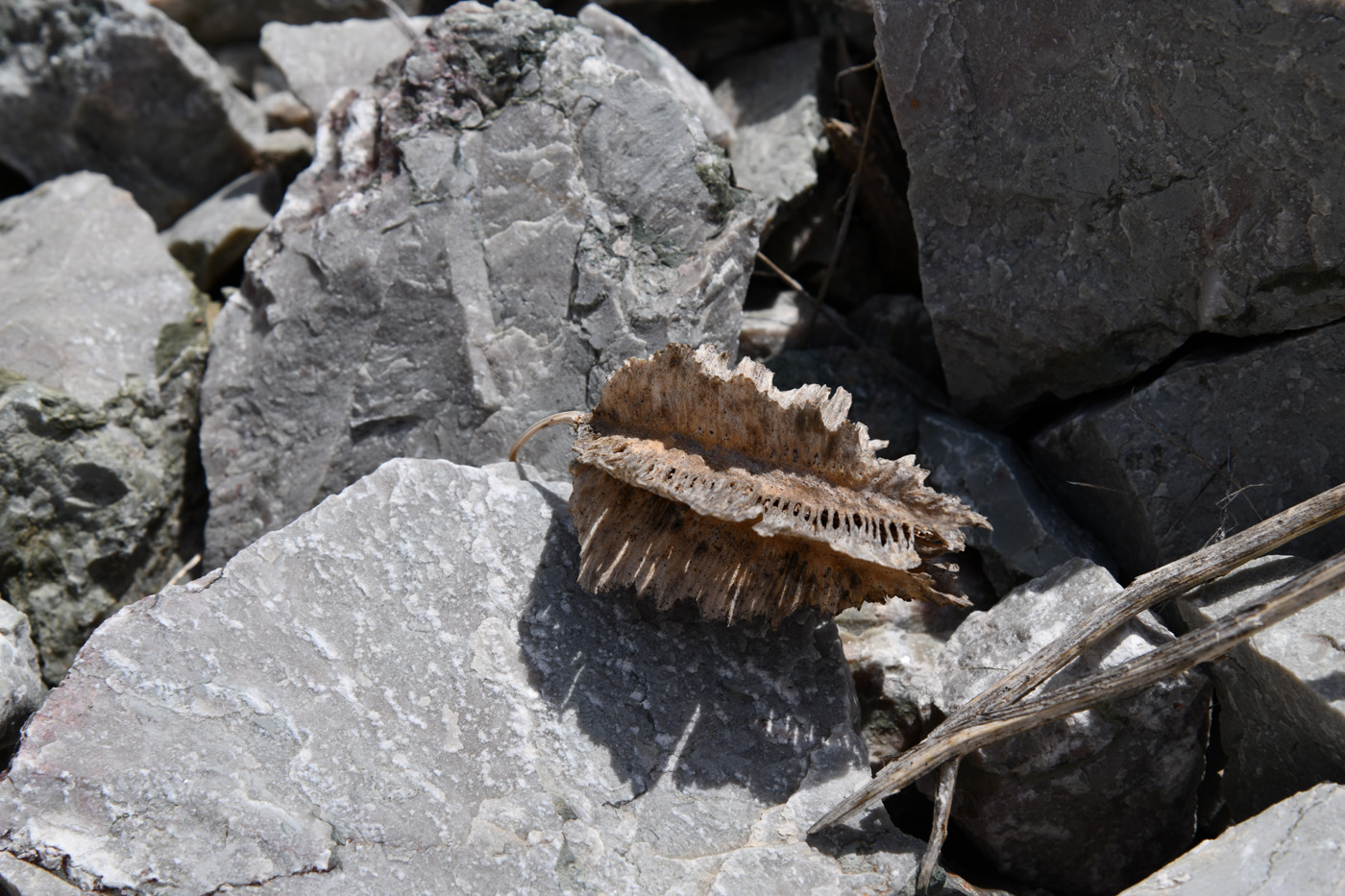 Image of Niedzwedzkia semiretschenskia specimen.