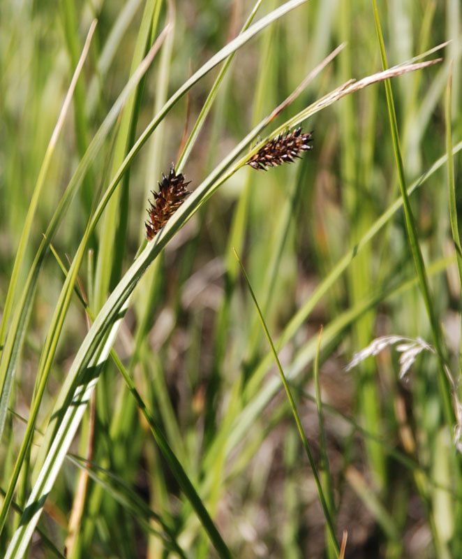 Изображение особи род Carex.