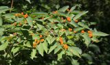 Lonicera tatarica