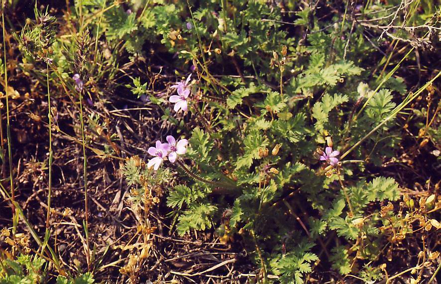 Изображение особи Erodium cicutarium.