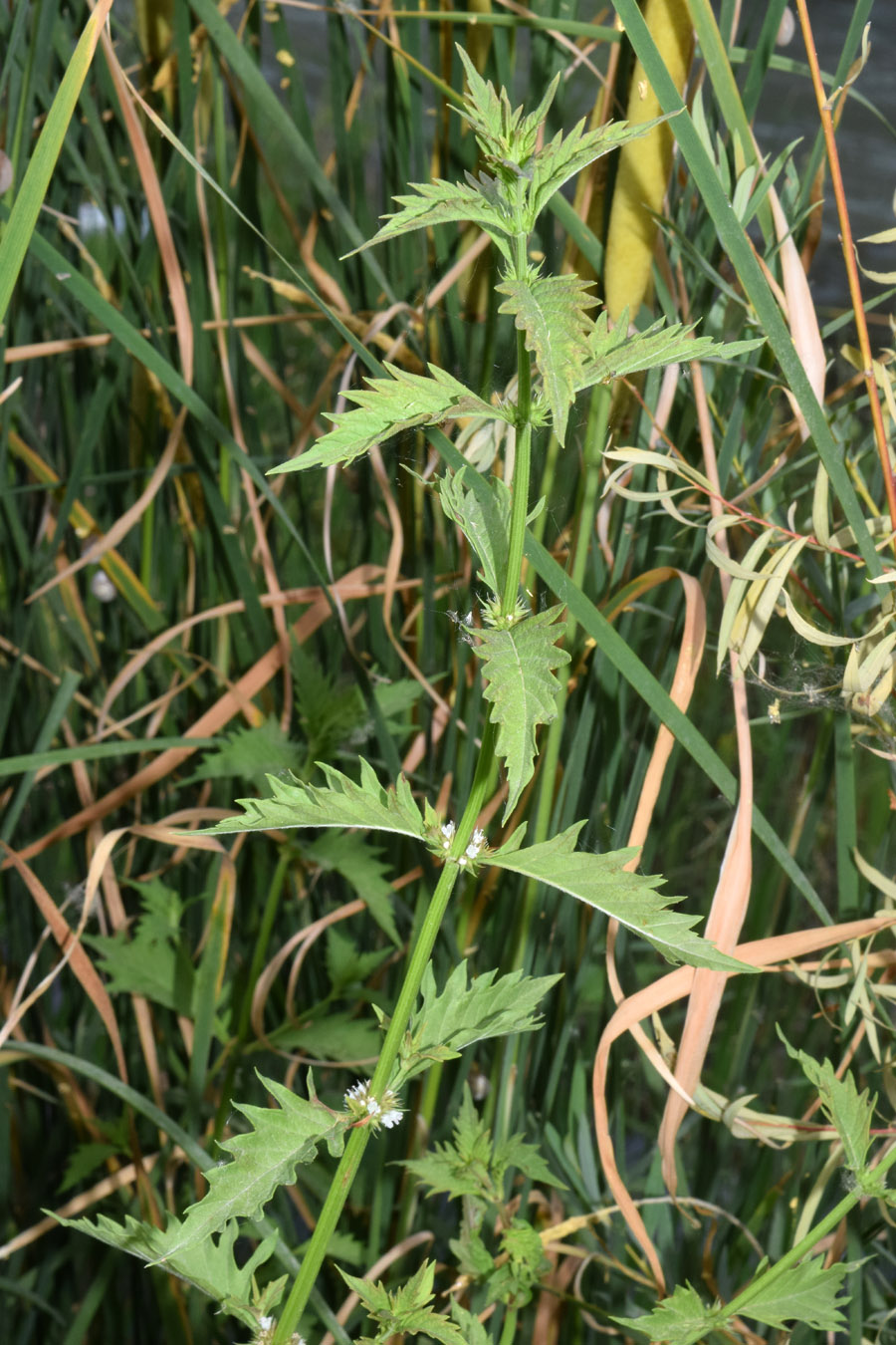Image of Lycopus europaeus specimen.