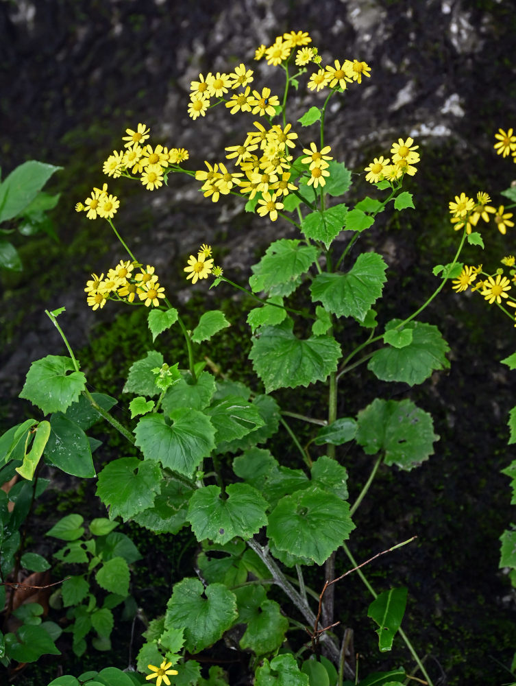 Image of Sinosenecio oldhamianus specimen.