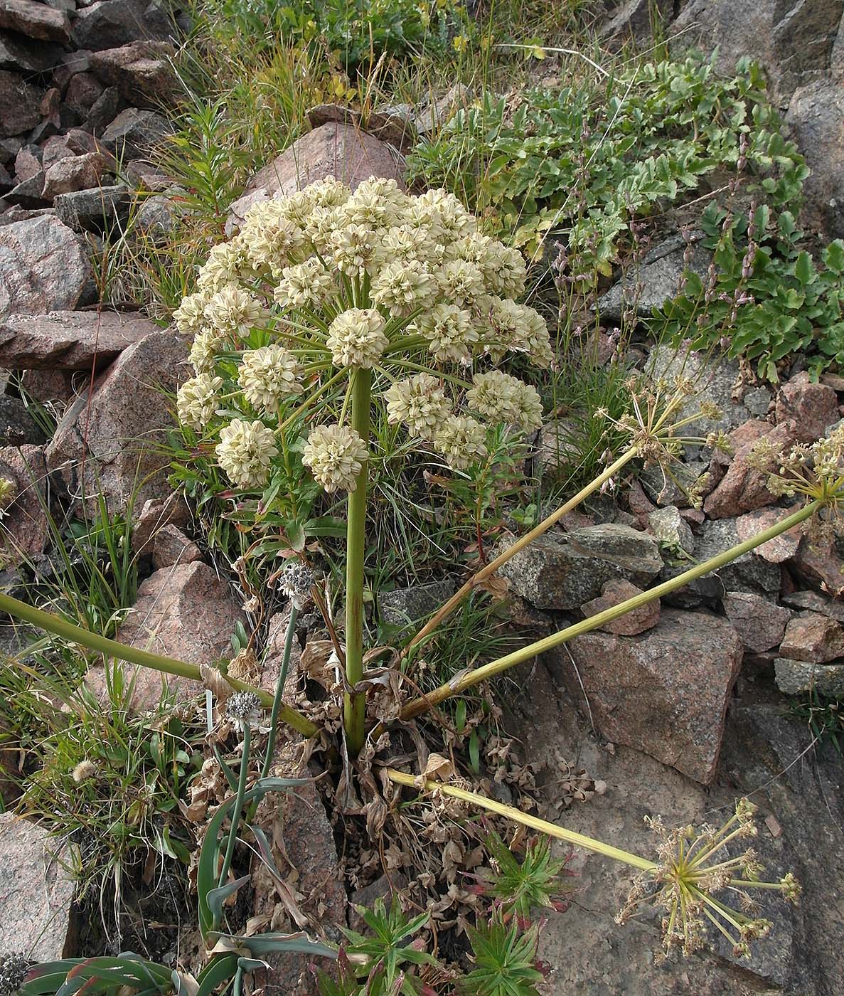 Image of Archangelica brevicaulis specimen.