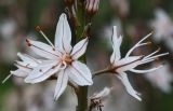 Asphodelus ramosus. Цветки. Израиль, г. Кармиэль, глубокая сухая долина. 15.02.2011.