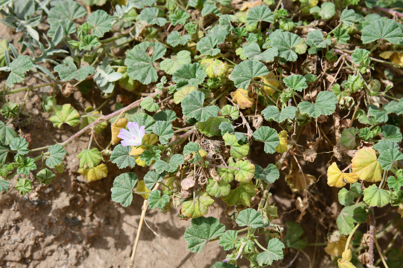 Изображение особи Malva neglecta.