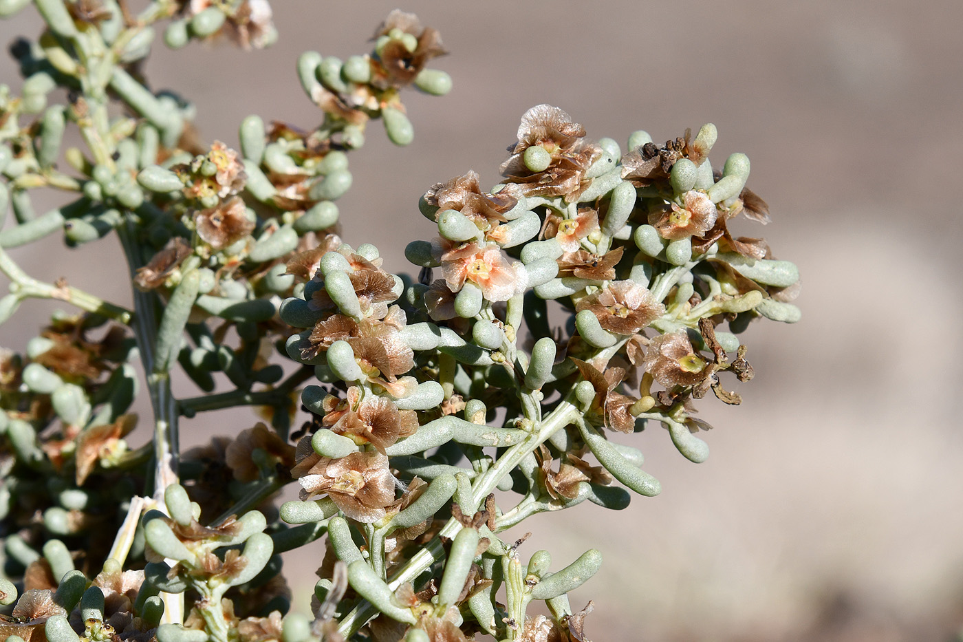 Image of Iljinia regelii specimen.