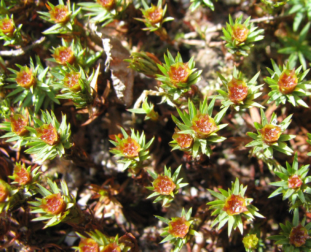 Image of genus Pogonatum specimen.