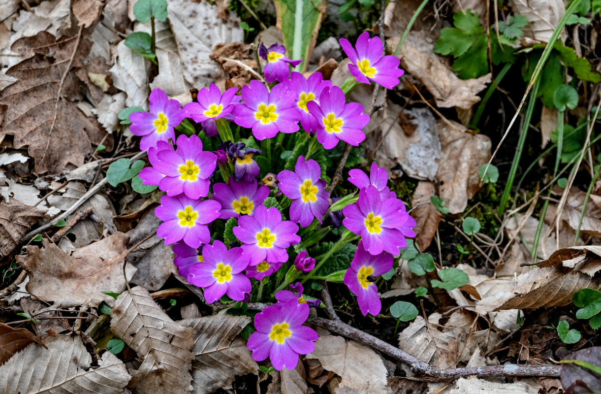 Image of Primula vulgaris specimen.