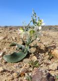 Rhinopetalum karelinii