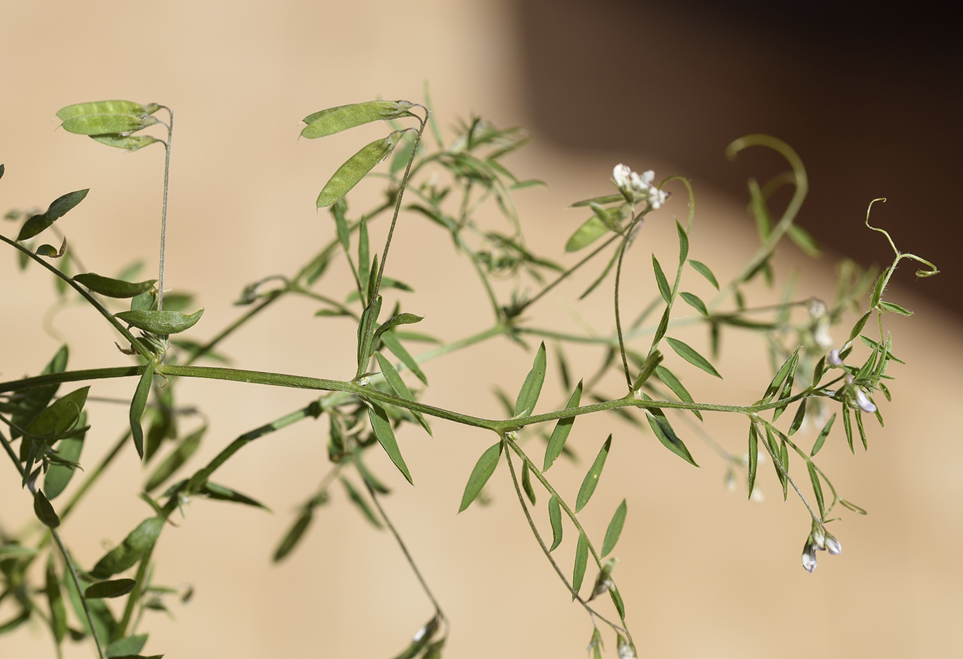 Image of Vicia parviflora specimen.