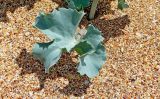Eryngium maritimum