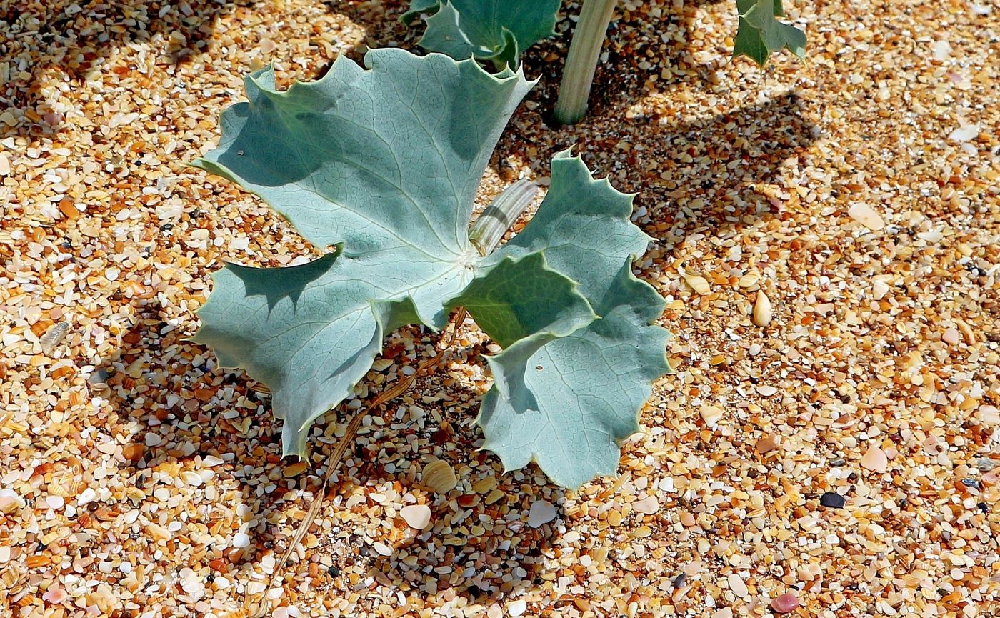 Изображение особи Eryngium maritimum.