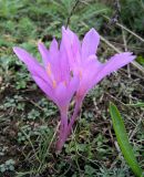 Colchicum arenarium