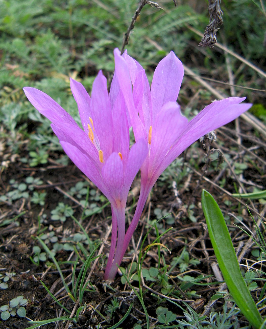 Image of Colchicum arenarium specimen.