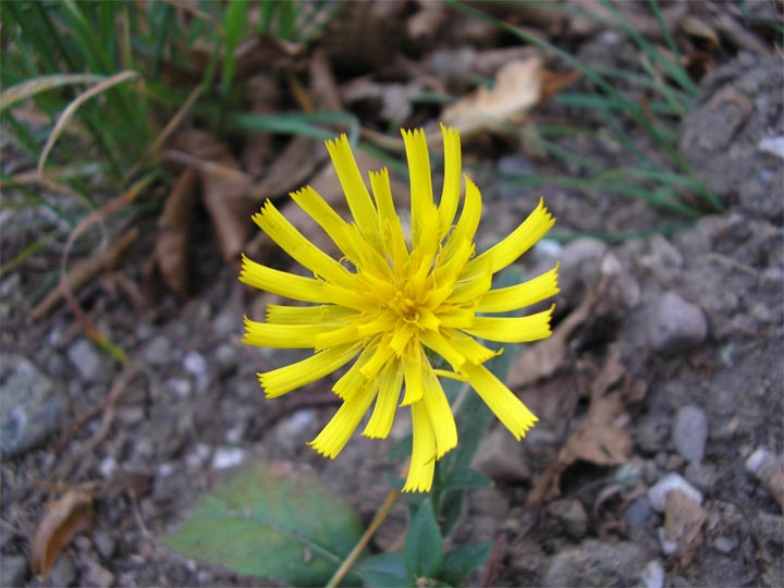 Изображение особи род Hieracium.