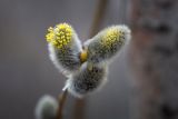 Salix caprea