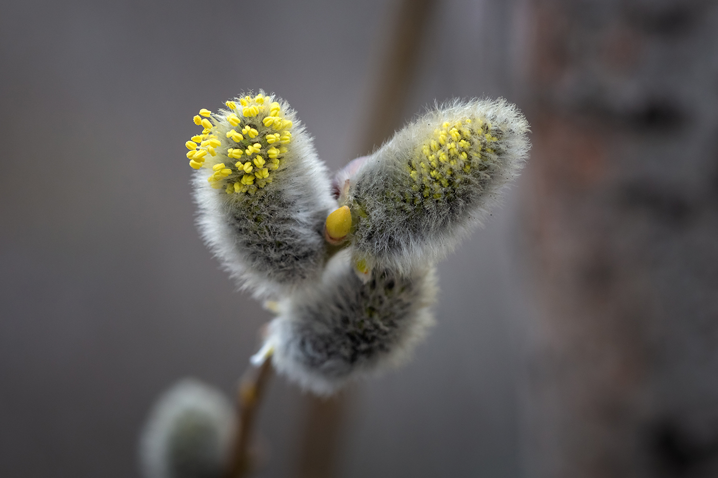Image of Salix caprea specimen.