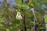 Lonicera edulis