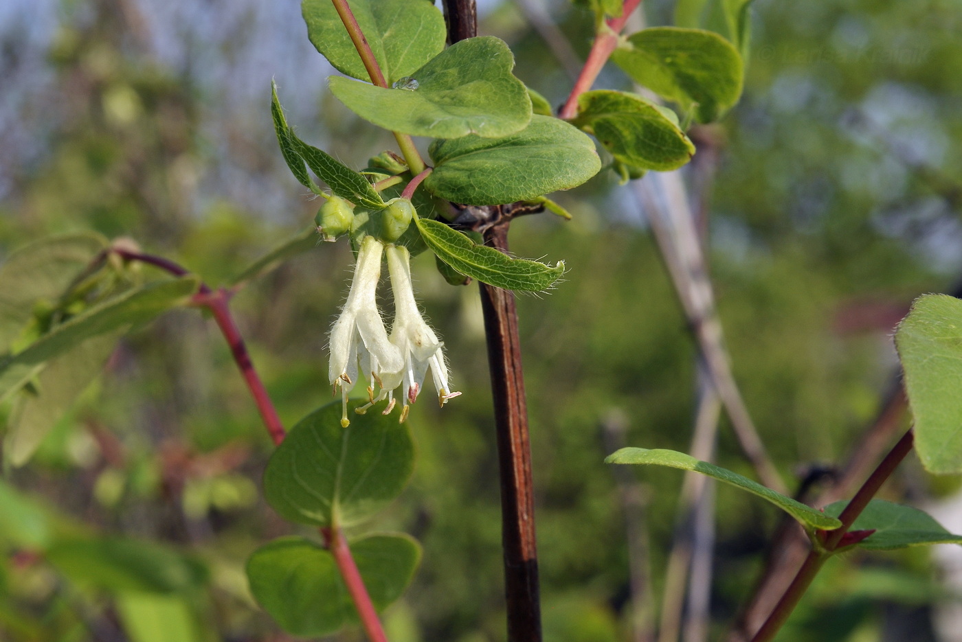 Image of Lonicera edulis specimen.