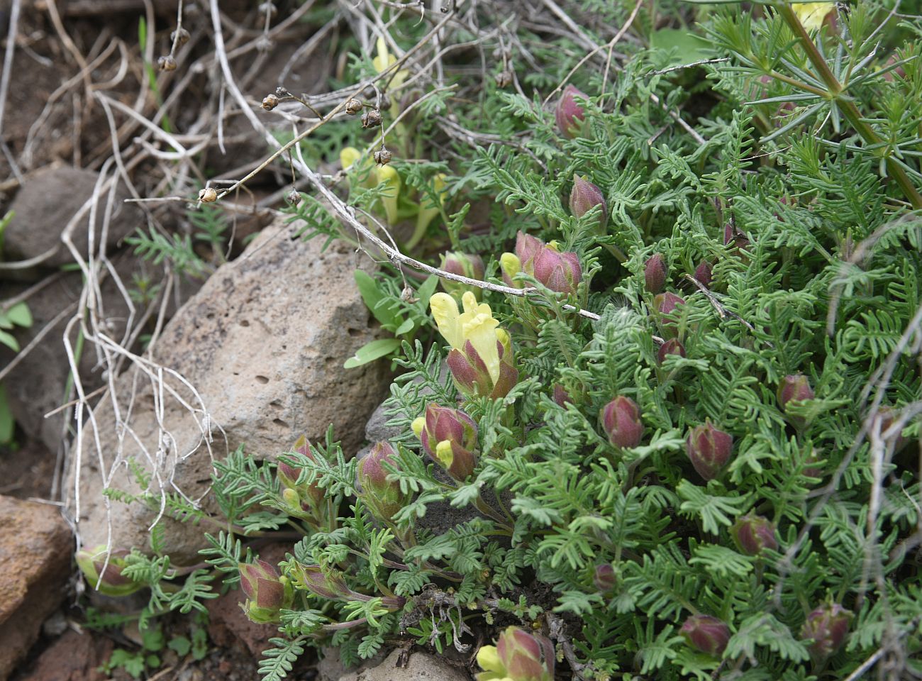 Image of genus Scutellaria specimen.