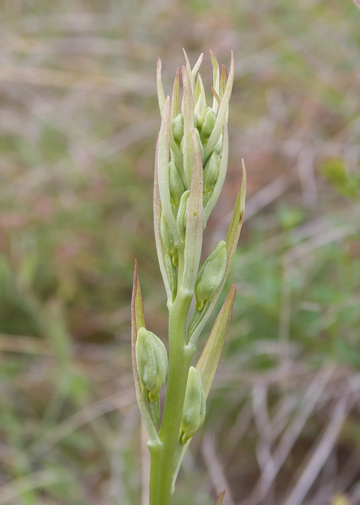 Image of Himantoglossum caprinum specimen.