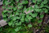 Ginkgo biloba. Верхушки ветвей. Китай, пров. Ганьсу, г. Ланьчжоу, в культуре. 06.06.2025.
