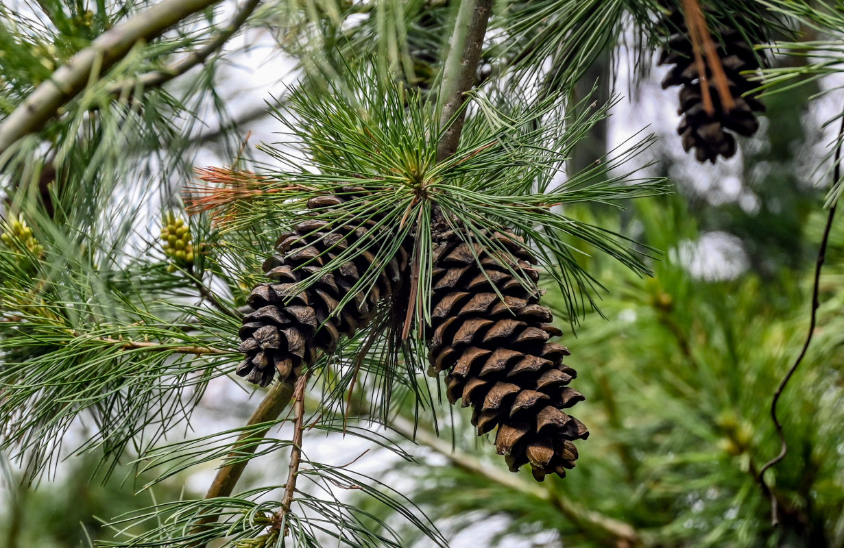 Изображение особи Pinus armandii.