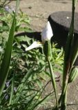 Dietes grandiflora