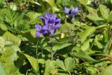 род Campanula. Верхушка цветущего растения. Приморский край, Владивостокский ГО, о. Клыкова, луговой склон сопки. 07.07.2025.