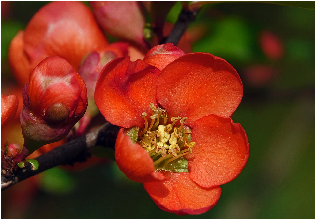 Image of Chaenomeles japonica specimen.