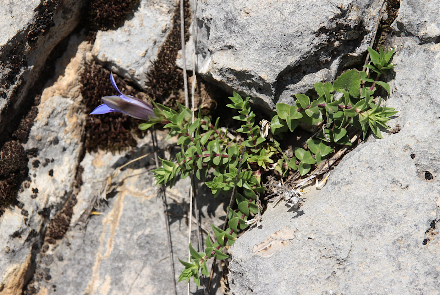 Image of Gentiana grossheimii specimen.