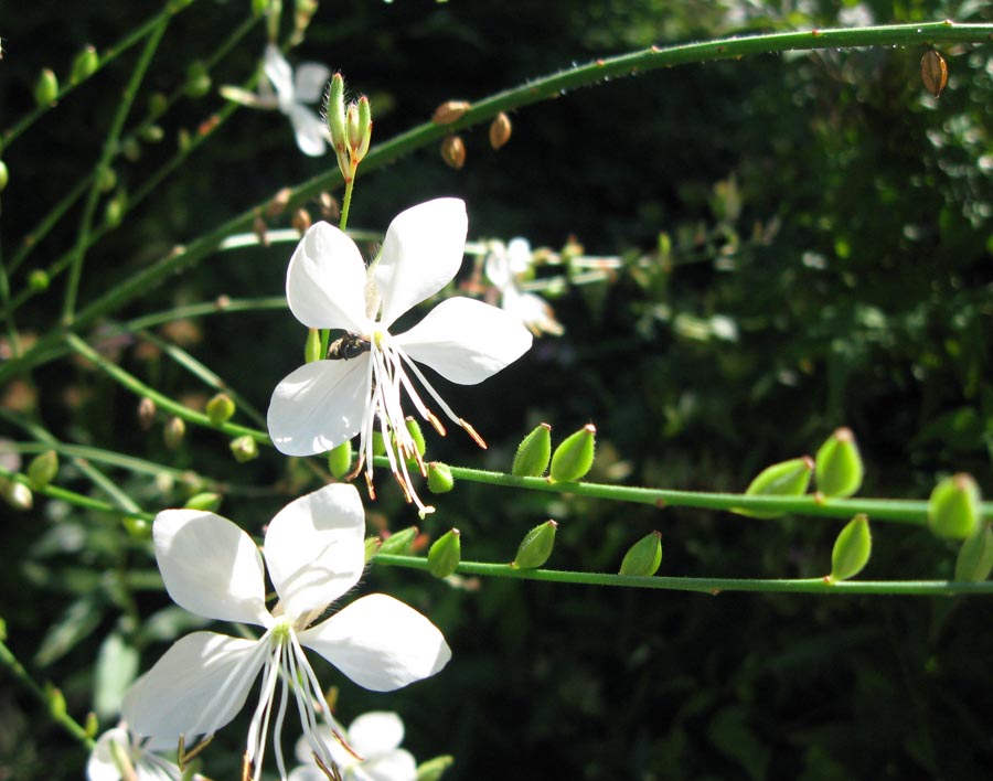 Изображение особи Gaura lindheimeri.